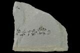 Pennsylvanian Fossil Horsetail (Sphenophyllum) Plate - Kentucky #142419-1